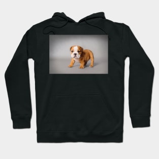 Bulldog puppy Hoodie